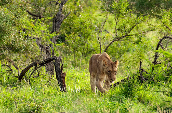 Loin at Kruger National Park
