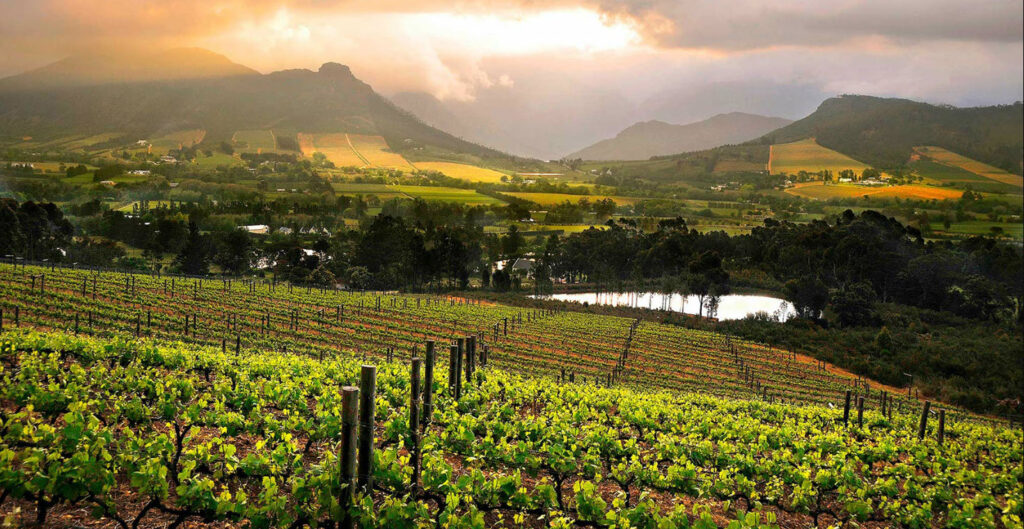 THE WINE REGION South Africa