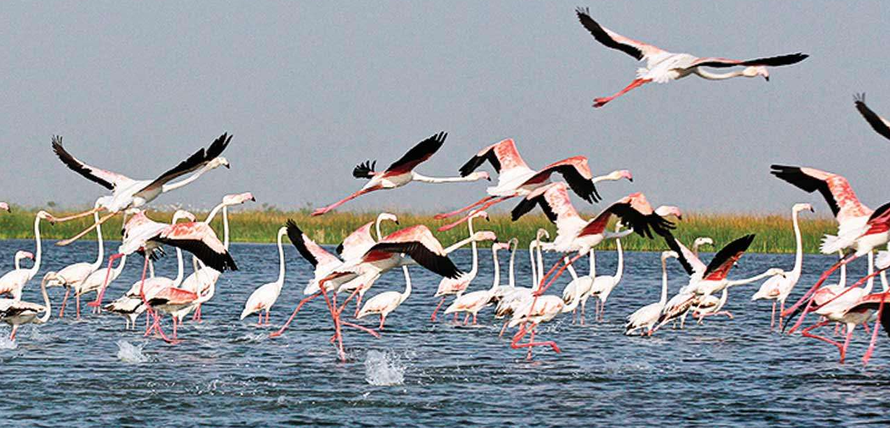 Nal Sarovar sanctuary: Migratory birds being poached, says Gujarat govt |  Ahmedabad News - The Indian Express