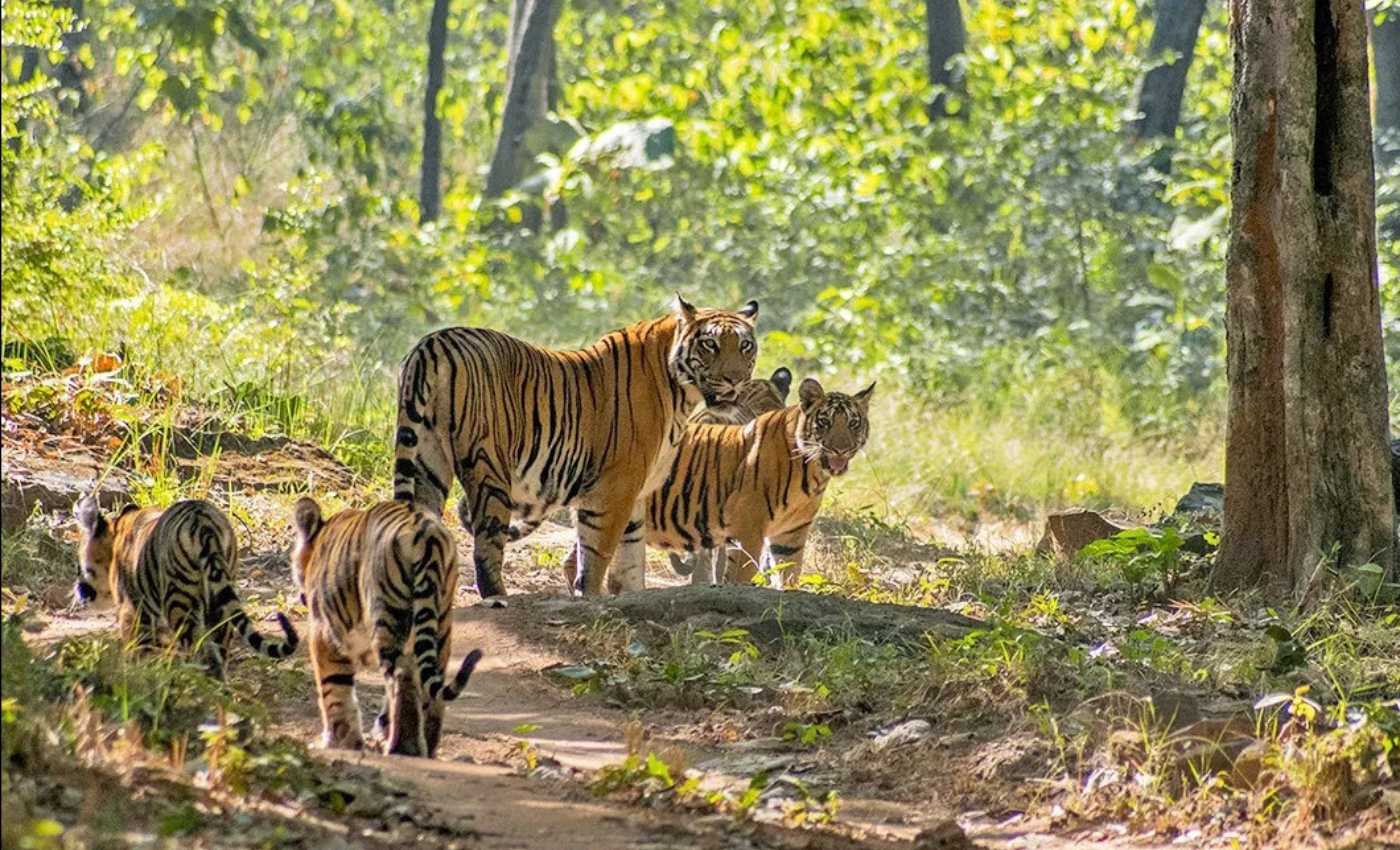 tigers at satpura national park