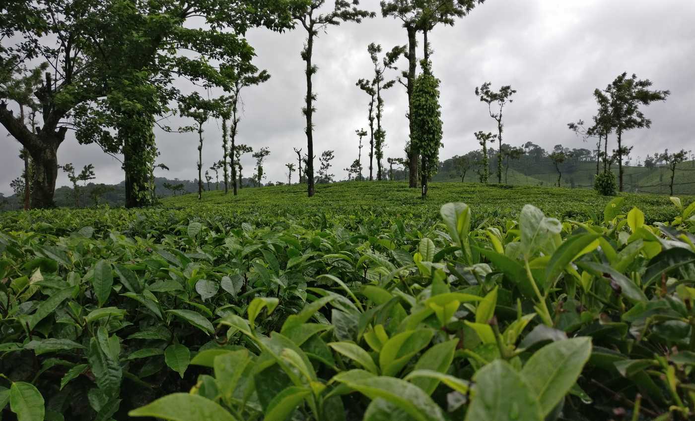 Beauty of Coorg