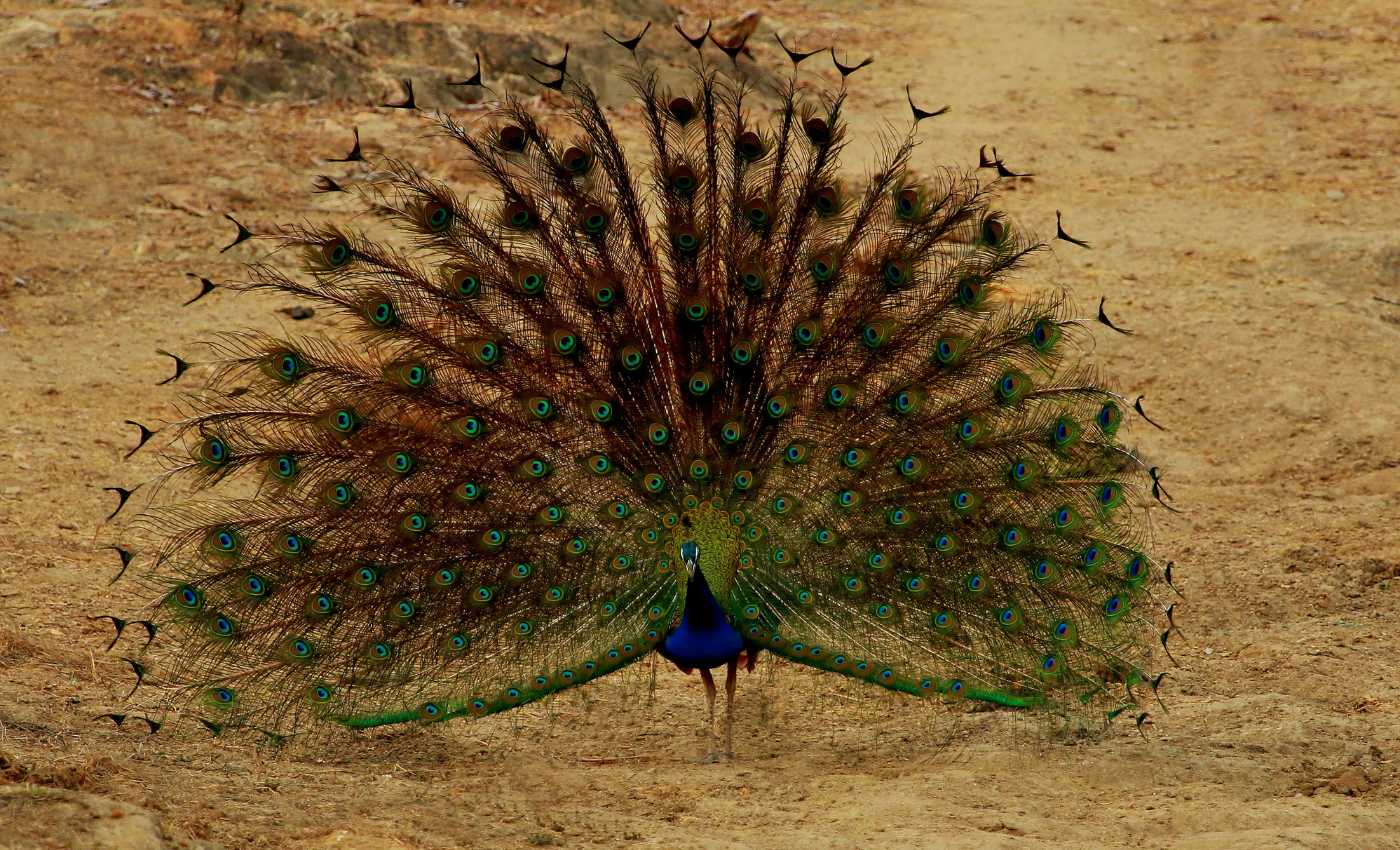 Dancing peacock, Bandipur National Park, Karnataka, India