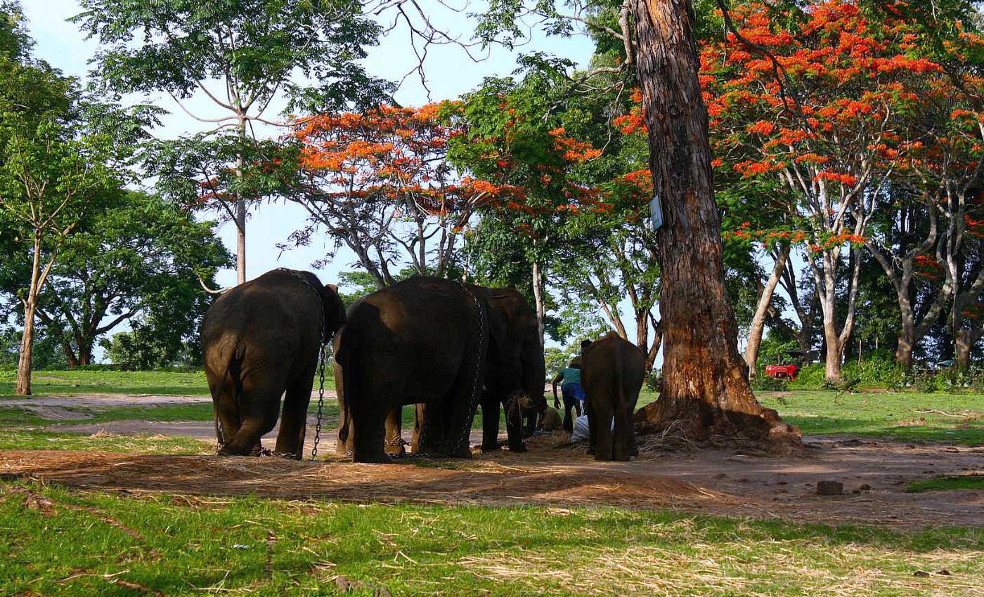 Dubare elephant camp in the beautiful forests at Coorg India