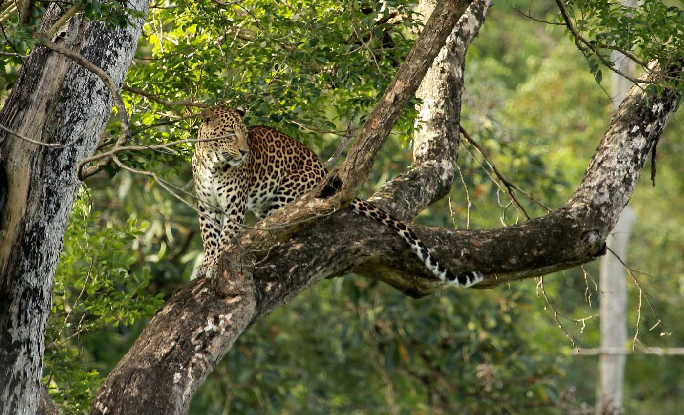 Leopard, Panthera Pardus, male, Nagarhole National park Karnataka, India