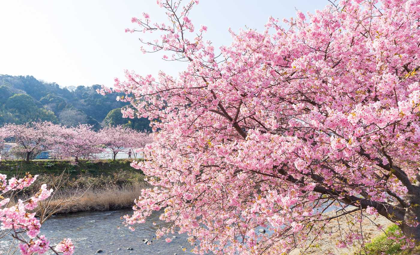 Cherry Blossoms in Japan