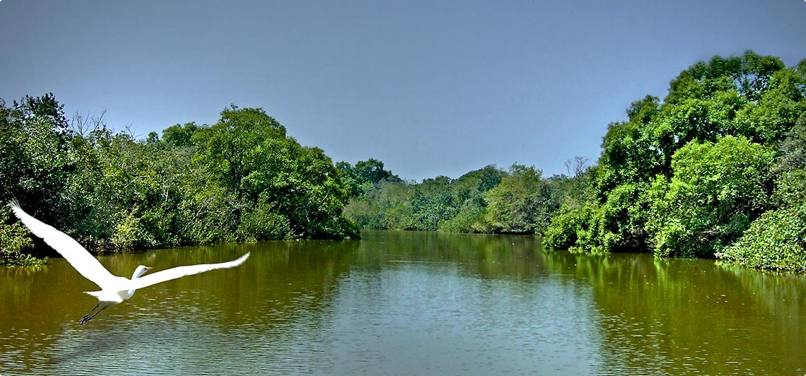 Birds at bhitarkanika national park odisha