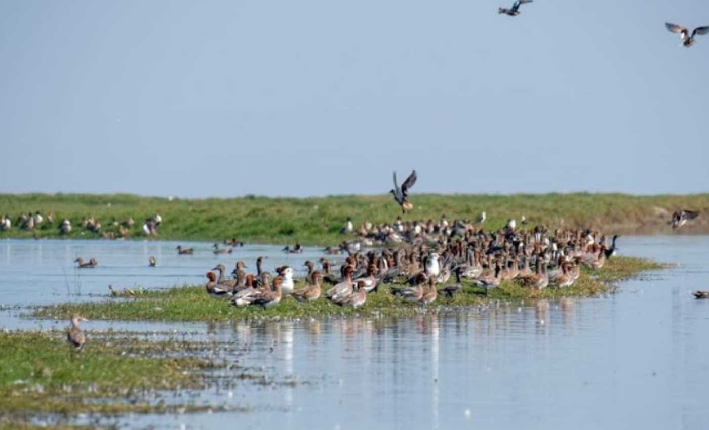 Birds at chilkha lake
