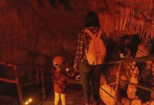 Mole Creek Cave in Tasmania, with visitors exploring a limestone cavern surrounded by illuminated stalactites and rock formations