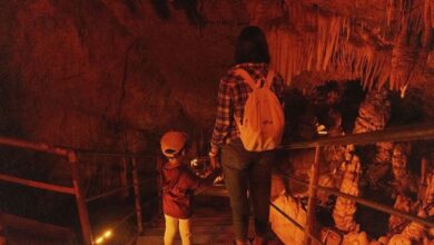 Mole Creek Cave in Tasmania, with visitors exploring a limestone cavern surrounded by illuminated stalactites and rock formations